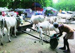 hindu duo move bombay high court challenging ban on beef