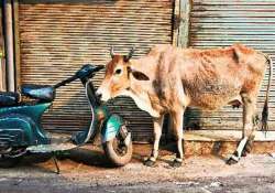 govt must impose complete ban on cow slaughter beef export