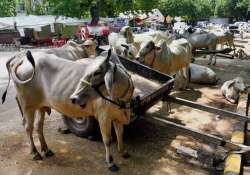 beef ban pmo seeks law ministry s opinion on cow slaughter model bill