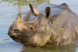 oldest female rhino of dudhwa tiger reserve dies