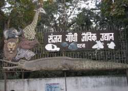 patna zoo s oldest tigress dies