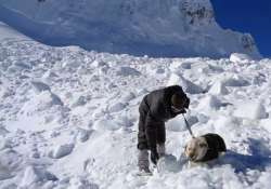 meet the two dogs which helped army rescue lance naik hanumanthappa