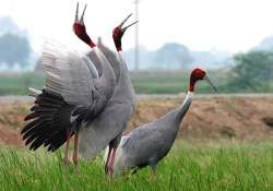 sarus cranes missing in up forest department seeks help from ngos and photographers