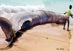 hit by ship dead whale reaches odisha seacoast