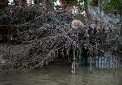 flood hit cling to pets refuse to leave them behind