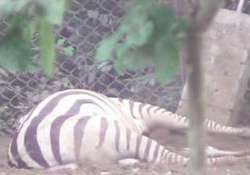 lone zebra in odisha nandan kanan zoo dies