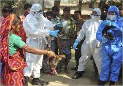 india free from bird flu govt