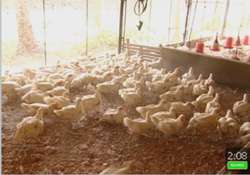 kerala sends back 10 tonnes of poultry back to tn