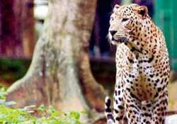 leopard drags away five year old girl in maharashtra