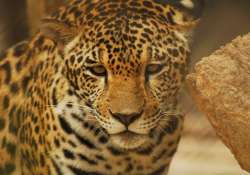 leopard rescued from dry well in tamil nadu