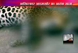 leopard dies of overdose of tranquilisers in almora