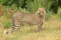 leopard strays into a house in palamu jharkhand