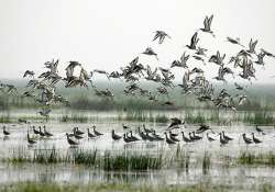 migratory birds begin arriving in chilika