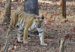 mobile phone saves man from tigress in mp