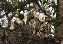 ngo opposes move to shift tigers from mp to sariska reserve