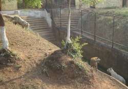 nandankanan zoo closes white tiger safari to visitors