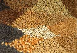 new hybrid maize seed developed for gujarat