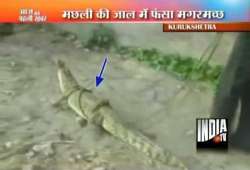 ninth crocodile found in haryana village pond