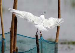 number of birds visiting chilika falls new species found