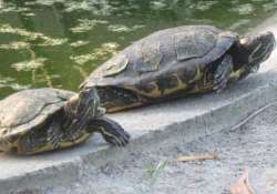 over 10 000 exotic turtles seized in kolkata two chennai residents held