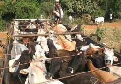 people block delhi gurgaon expressway to stop cattle smugglers