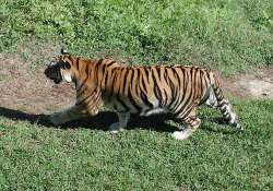 poachers hack tigress to pieces inside itanagar zoo