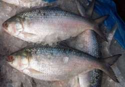 polluted rivers causing drastic drop in catch of hilsa fish in odisha