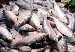 project hilsa indian scientists seek to save prized fish