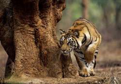 rajasthan to relocate villages for tiger corridor