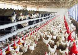 revealed chicken could make you resistant to antibiotics