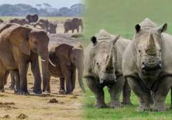 revealed elephants rhinos polar bears on the brink of extinction