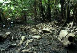 rhino carcass skeleton found