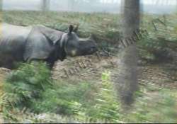 rhinoceros strays into assam tea garden