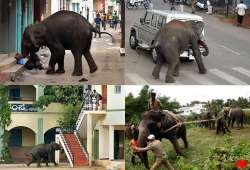 rogue elephant kills man during mysore rampage