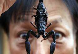 scorpion stings air passenger