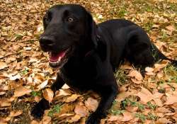 sniffer labrador dog called in trace survivors