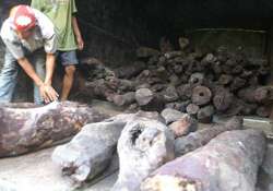 three sandalwood laden trucks seized in mp