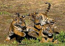 three tiger cubs born in bihar reserve