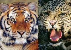 tigers leopards can be killed if they threaten humans national tiger conservation authority