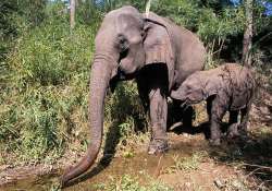 villagers to relocate to make way for jumbos