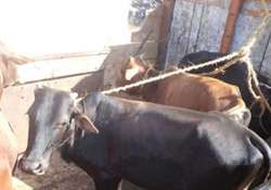 western up becoming illegal cattle slaughtering hub police