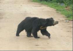 wild bear mauls to death one person in odisha