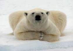 polar bears could be extinct in 25 years