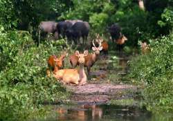 22 animals perish in floods in kaziranga national park