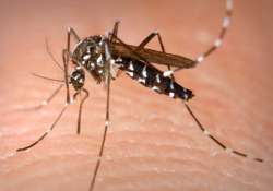 364 dengue cases reported in jammu and kashmir