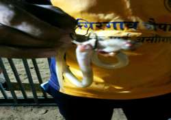 50 persons injured by stingray fish at mumbai s chowpatty during idol immersion