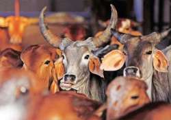 beef row vhp dares the dissenting awardees to eat pork in saudi arabia