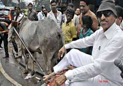 karnataka politician honours donkeys for hard work