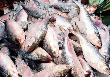 bangladesh not to lift ban on export of hilsa fish