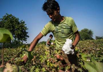 cotton crop estimated at 381 lakh bales for 2013 14